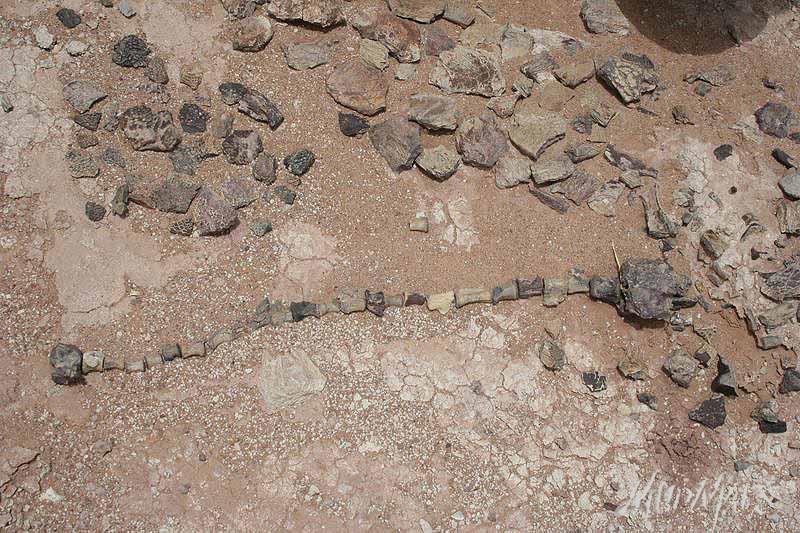 Mud Maps Africa Agadez dinosaur bones 3379